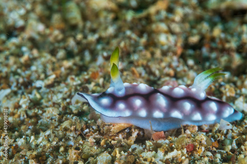 Geometric Chromodoris (Chromodoris Geometrica), a sea slug, dorid nudibranch on tropical reef near Anilao, Mabini, Philippines.  Underwater photography and travel. photo