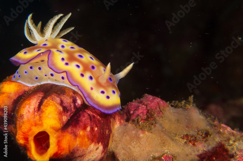 Kuni's Nudibranch (Goniobranchus Kuniei) near Anilao, Philippines.  Underwater photography and travel.