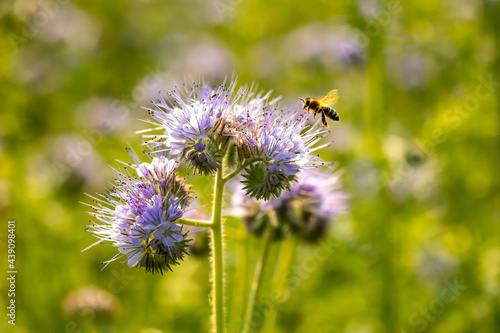 Bees harvest nectar in phacelia flower field