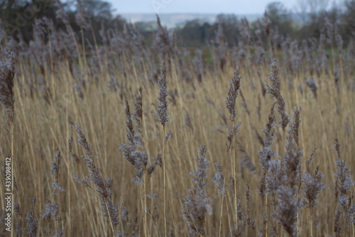 common reed growing with seed heads