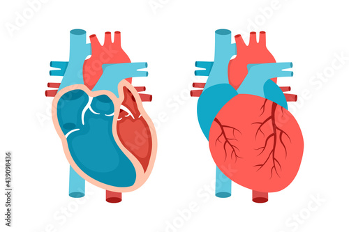 Heart anatomy with cross-section and non cut view. Anatomically correct heart. Cardiology concept.
