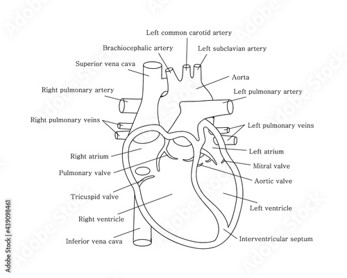 Human cardiac system with descriptions. Educational diagram with human heart cross-section.