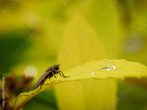 Toilette matinale de Miss Mouche