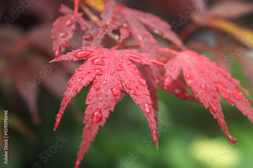 もみじ モミジ 赤い 紅葉 和風 日本庭園 美しい 綺麗 鮮やか 落ち着いた 可憐 さわやか グリーン