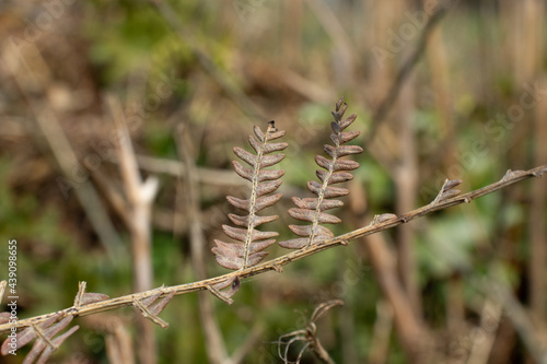 dead and dried fern leaves on a natural green background