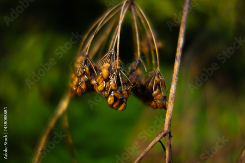 dead and dried wild flower seeds hanging from a branch with a natural green background © Ian