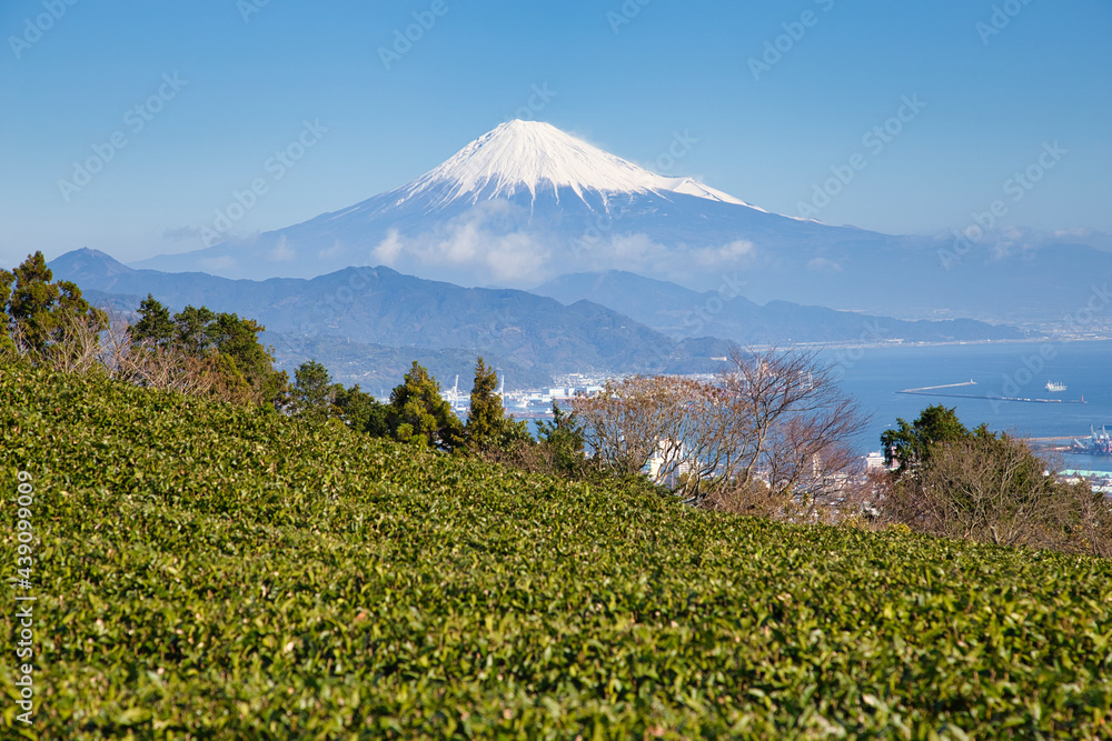 Fototapeta premium 茶畑と富士山