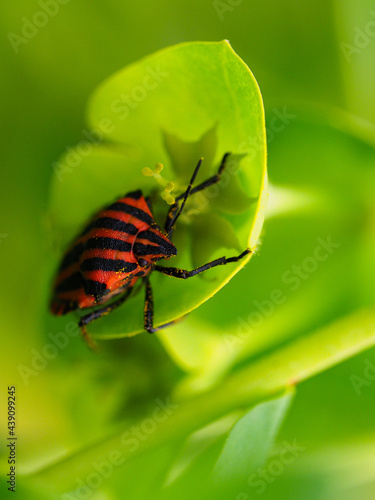 Punaise arlequin