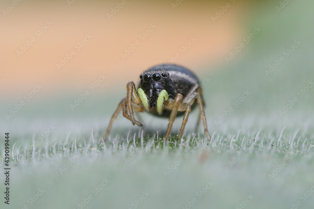 Jumping spider with yellow queliceros Jumping spider with yellow queliceros