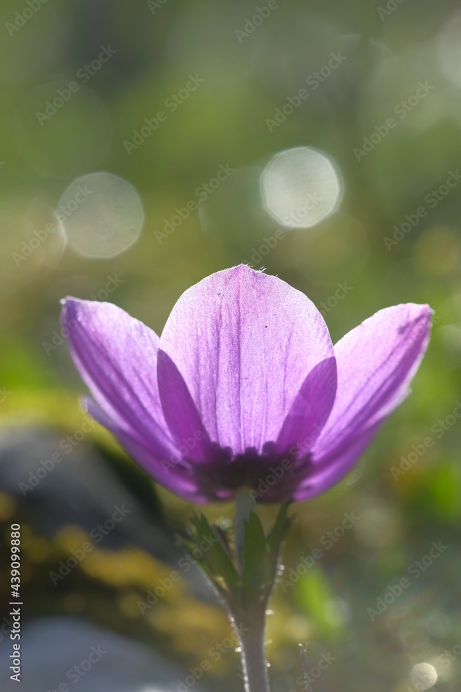Purple anemones in the light of the sun Purple anemones in the light of the sun
