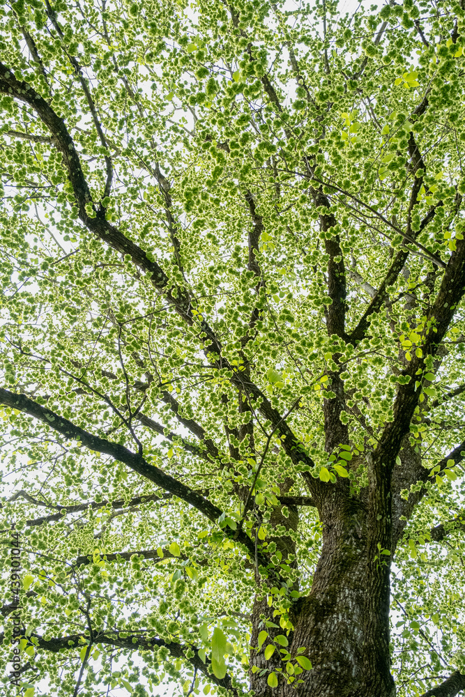 Fototapeta premium Spring