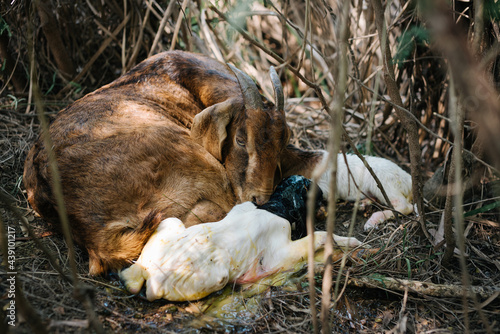 wild goat giving birth