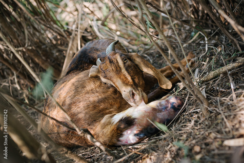 wild goat giving birth