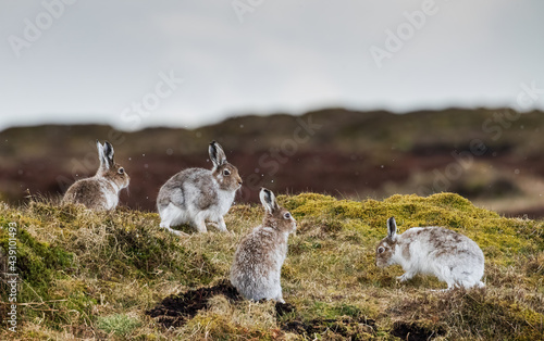 Mountain Hares