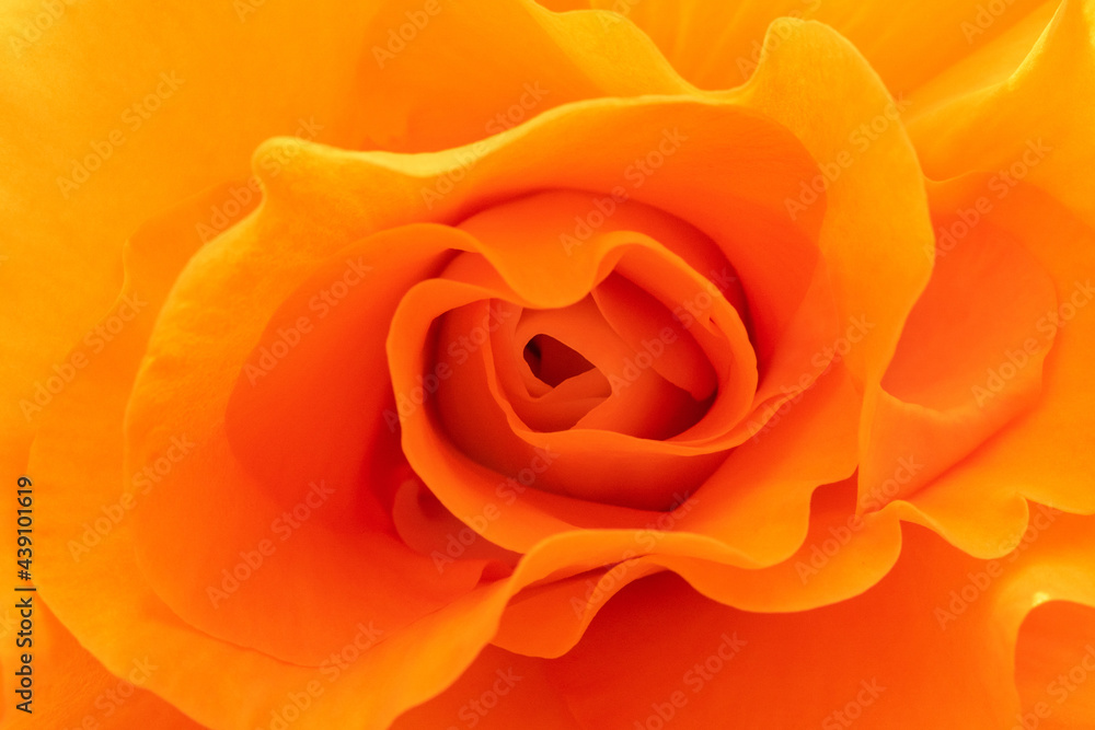 オレンジ色のベゴニアの花びら マクロ撮影 オレンジ色のベゴニアの花びら マクロ撮影