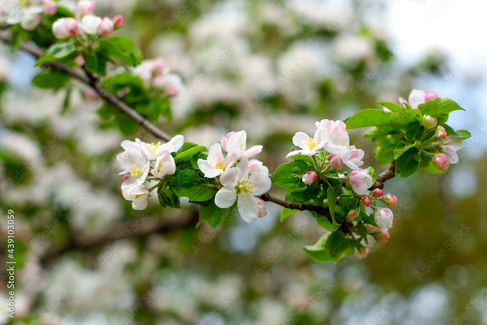 tree blossom tree blossom