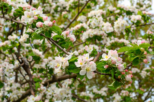 tree blossom