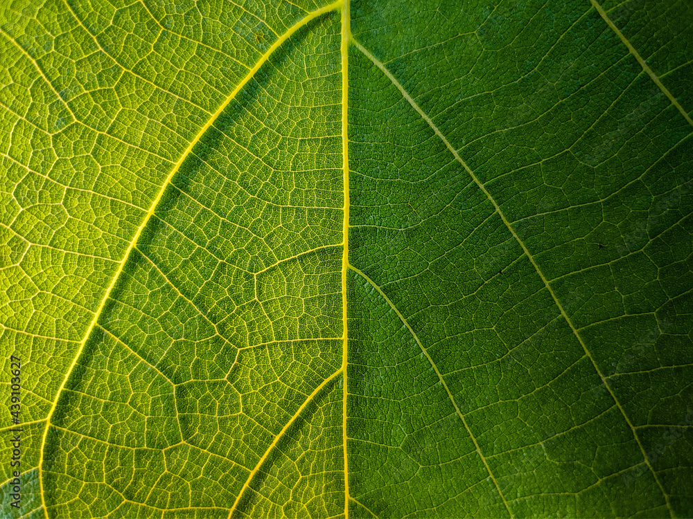 Fototapeta premium Leaf