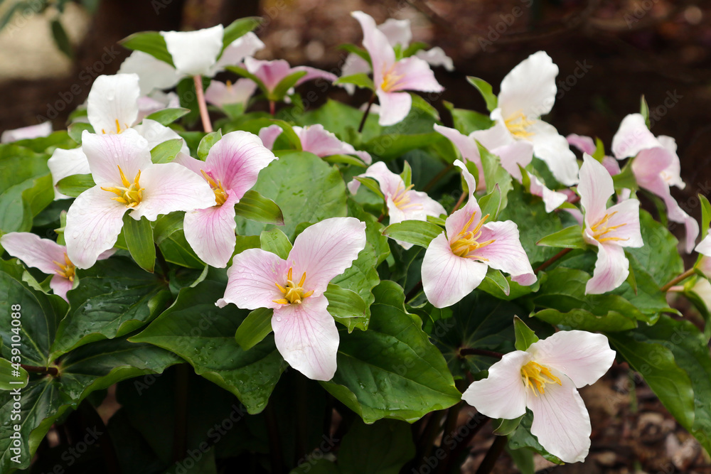 Trillium grandiflorum bloom in spring in the garden. Trillium grandiflorum bloom in spring in the garden.