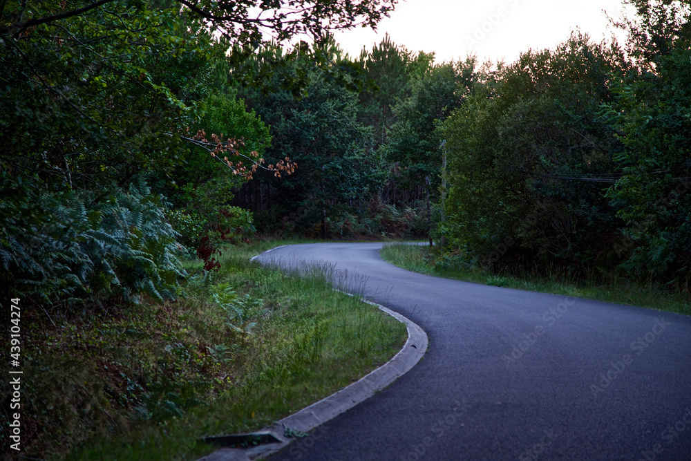 Fototapeta premium road in the forest in Biscarrosse France 