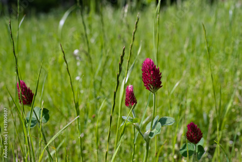 purple clover flower on a background of bright, tall flowering grass