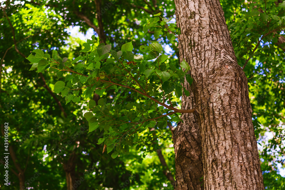 Obraz premium 新緑の木々