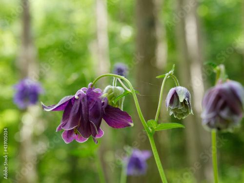 Gemeine Akelei im Wald