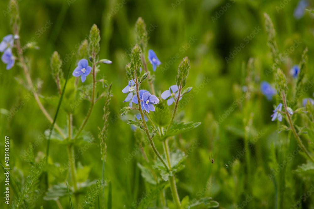 blue flowers in the field