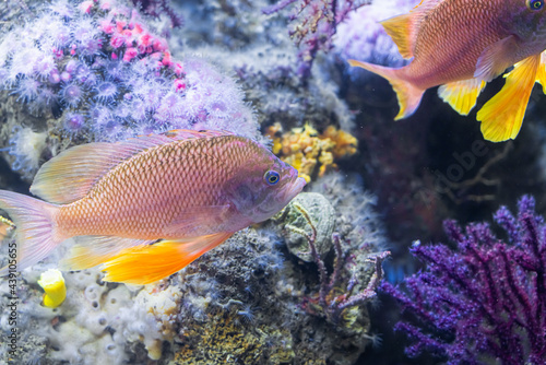 Underwater Closeup Image Of Colorful Tropical Exotic Fish In Aquarium