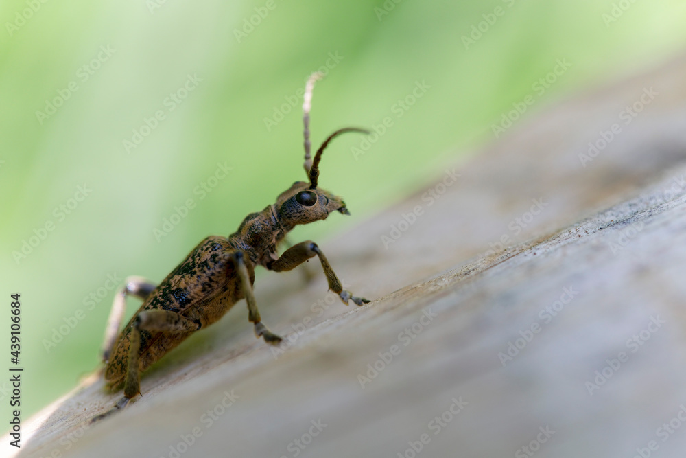 Cérambycidae Rhagium sycophanta sur bois Cérambycidae Rhagium sycophanta sur bois