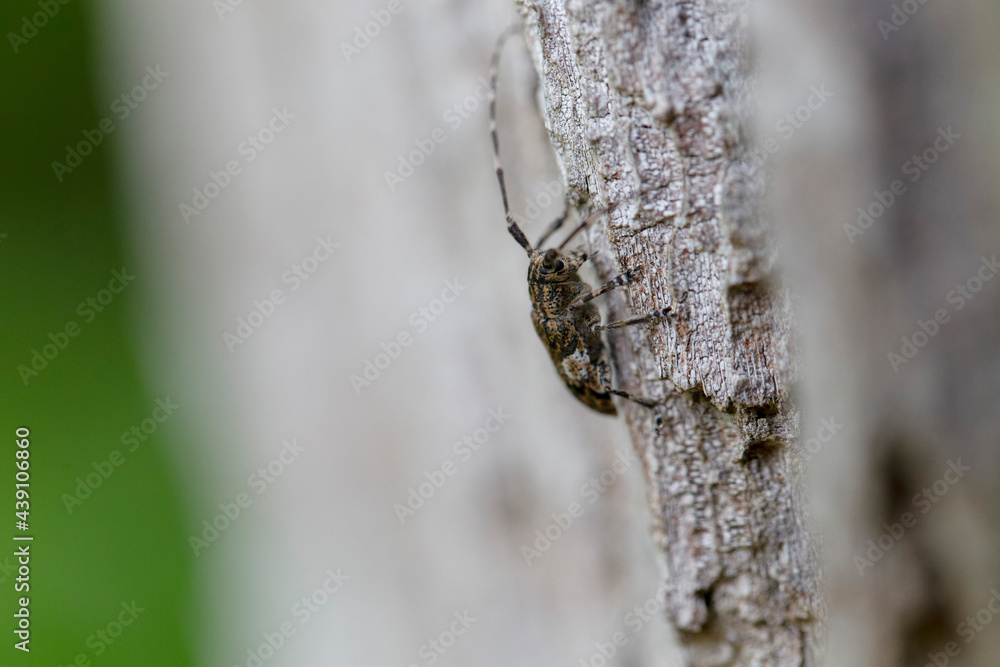 Cérambycidae Mesosa nebulosa sur écorce de chêne Cérambycidae Mesosa nebulosa sur écorce de chêne