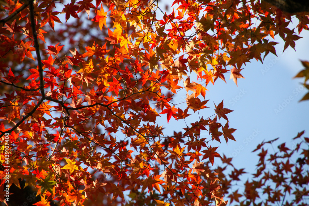 日本楓の紅葉