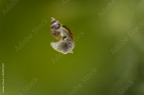 Fototapeta Naklejka Na Ścianę i Meble -  Gastéropode Mollusque Limnaea stagnalis dans une eau riche en algues vertes