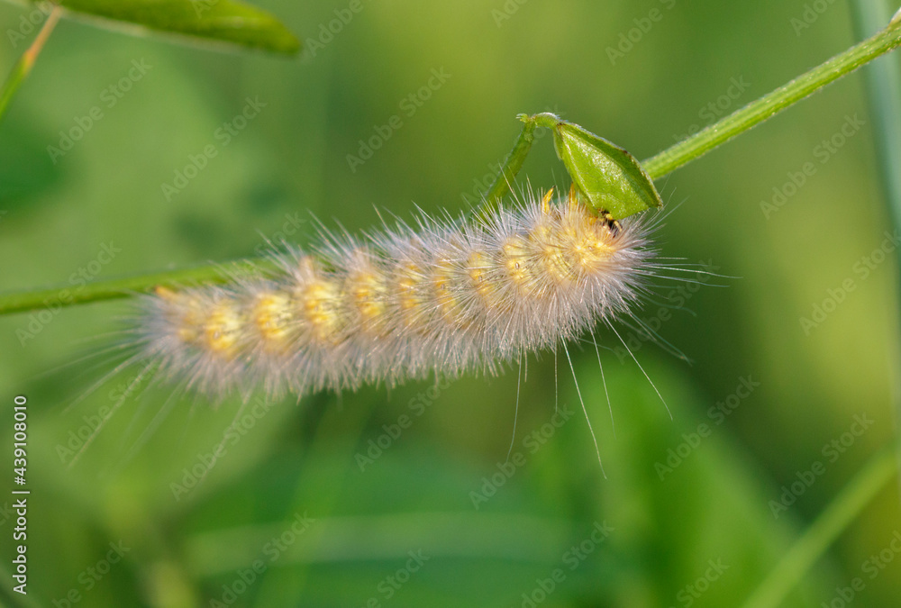 Salt marsh moth (Estigmene acrea) caterpillar feeding on grass in tidal marsh, Galveston, Texas, USA.