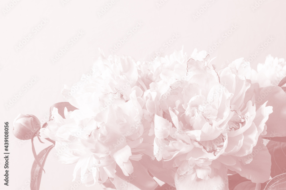 Floral pink beautiful background. Pink-white peonies and petals flowers. Close-up. Nature.