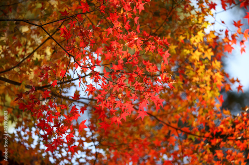日本楓の紅葉 © ykimura65