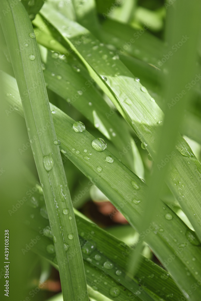 Dew on the grass. Drops on the green grass. Water drops on the grass. Grass. Dew on the grass. Drops on the green grass. Water drops on the grass. Grass.