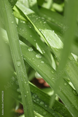 Dew on the grass. Drops on the green grass. Water drops on the grass. Grass.