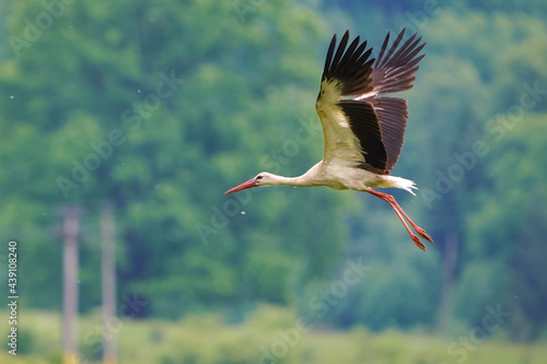 White stork flying