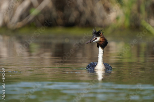 Great crested grebe on Snagov lake in Romania