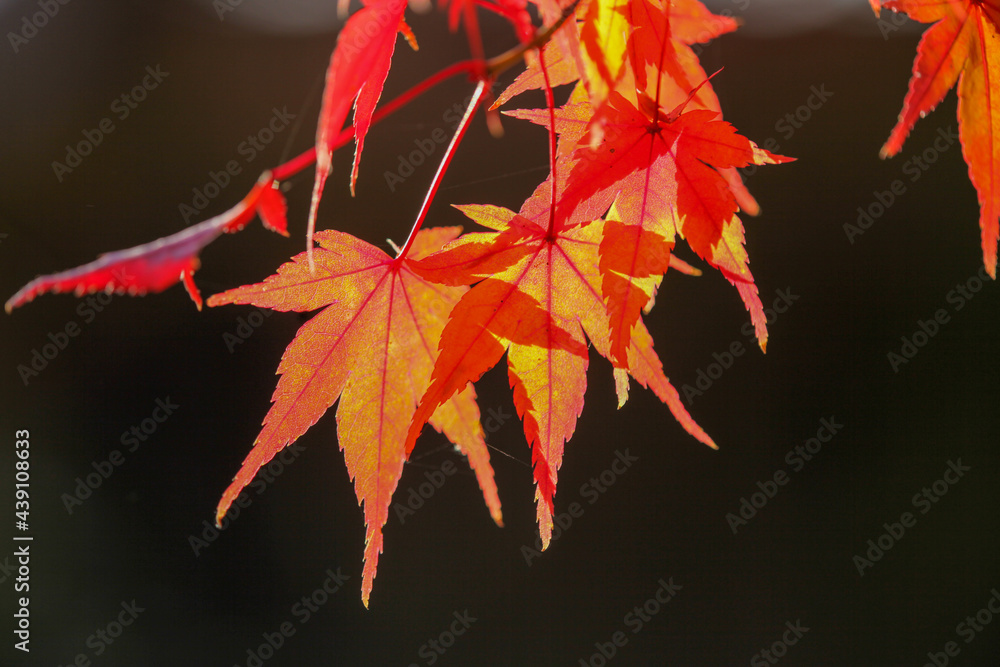 日本楓の紅葉した葉
