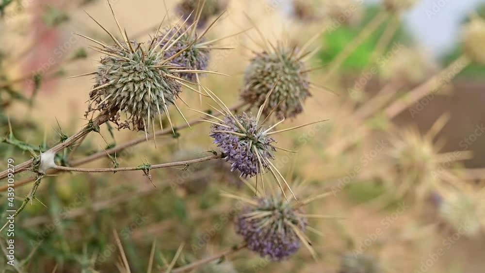closup of Echinops Polyceras flower in the desert closup of Echinops Polyceras flower in the desert