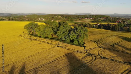 Blooming rapeseed flowers and green copse in Southern Poland, aerial view photo