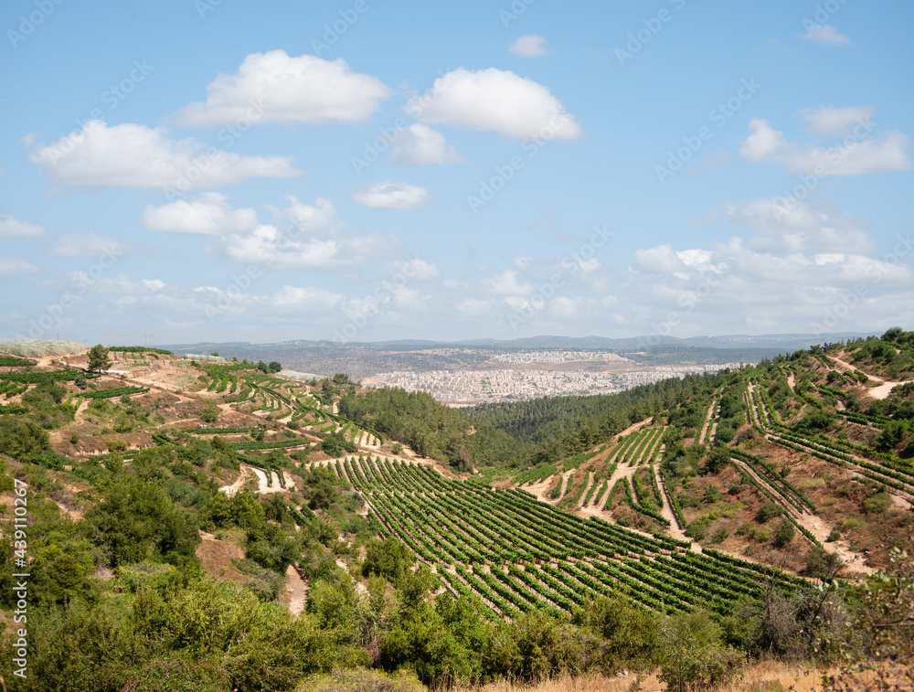 Vineyards in the Judean Hills, Gush Etzion. Israel.