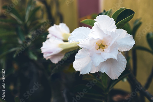 dazzling, exotic, beautiful bush blooming white adenium, obesum, desert rose, azalea,  flowers surrounded by green leaf and branch with blurred background in garden photo