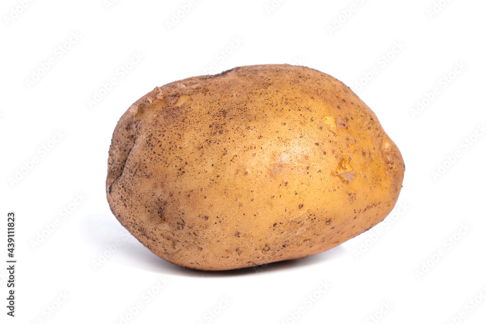Fresh dirty potato isolated on white background, vegetable Fresh dirty potato isolated on white background, vegetable