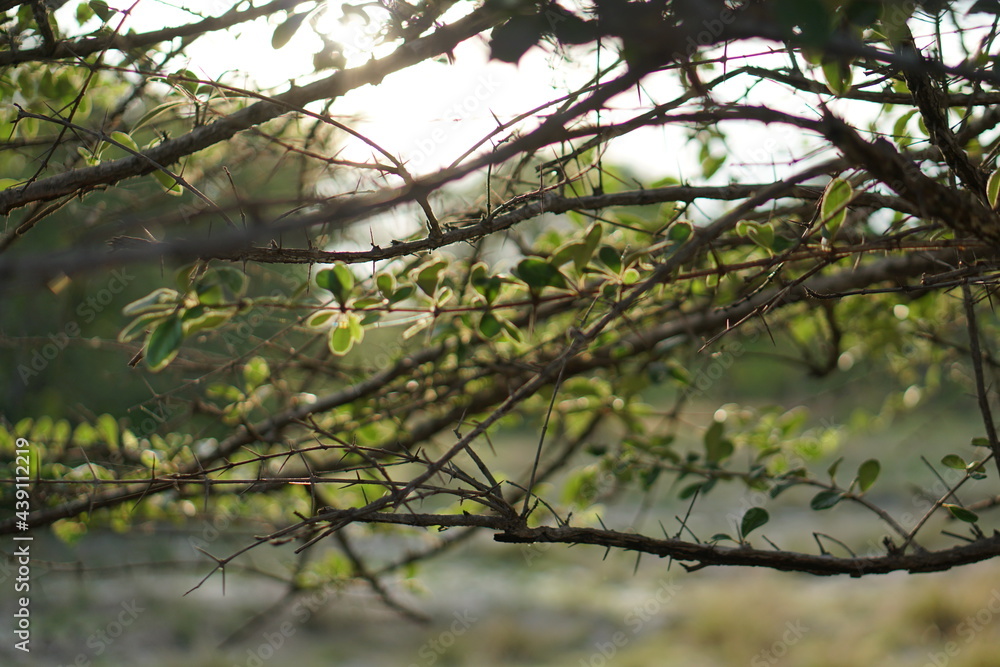 Branches and leaves background of a large tree  