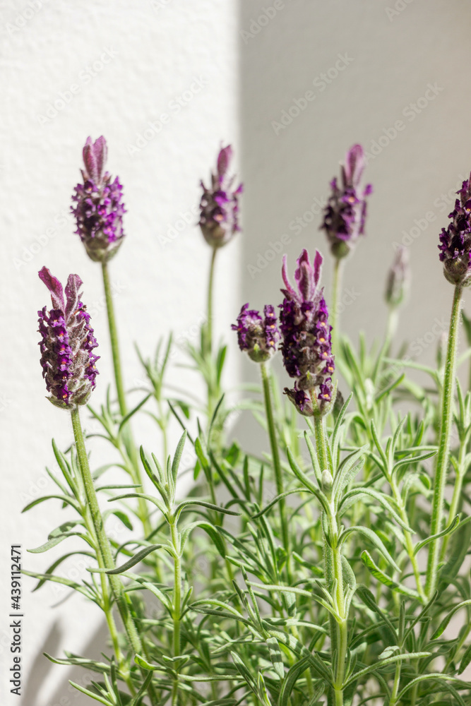 Obraz premium Spanish lavender flower in sunlight with white background 