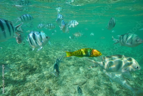Tropical fish underwater Okinawa in Japan