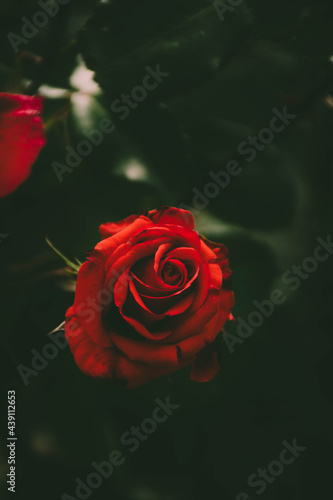 Fototapeta Naklejka Na Ścianę i Meble -  red rose in water